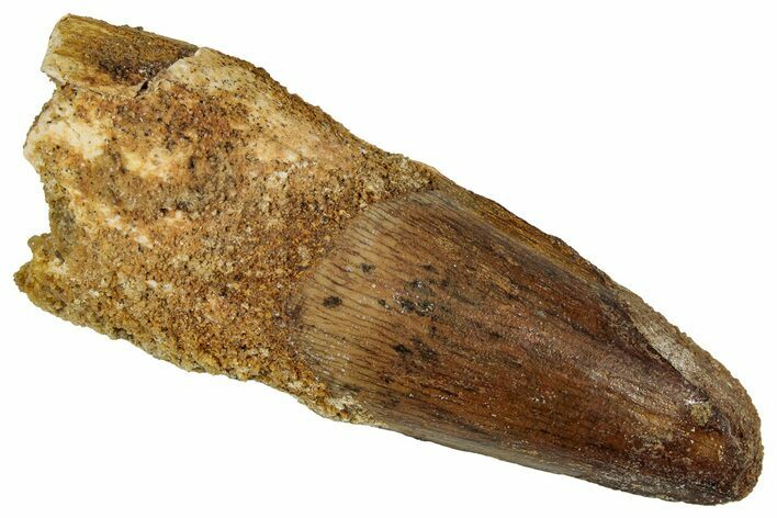 Fossil Spinosaurus Tooth - Real Dinosaur Tooth #354804